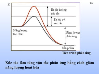29
Xúc tác làm tăng vận tốc phản ứng bằng cách giảm
năng lượng hoạt hóa
E
Tiến trình phản ứng
 