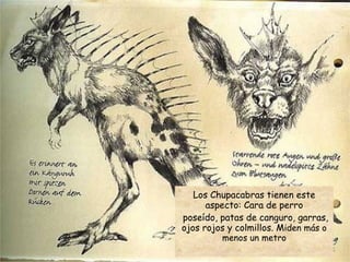 Los Chupacabras tienen este aspecto: Cara de perro poseído, patas de canguro, garras, ojos rojos y colmillos. M iden más o menos un metro