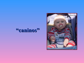 “ caninos”   