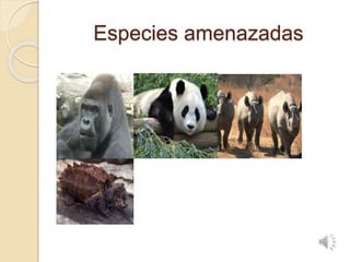 Especies amenazadas
 