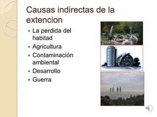 Causas indirectas de la
extencion
 La perdida del
habitad
 Agricultura
 Contaminación
ambiental
 Desarrollo
 Guerra
 