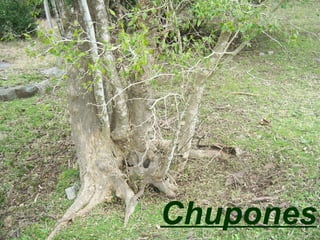Chupones 