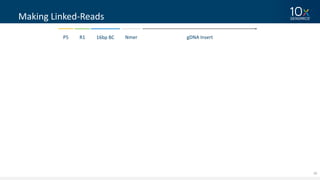 20
Making	Linked-Reads
P5 16bp	BCR1 Nmer gDNA Insert
 