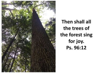 Then shall all
the trees of
the forest sing
for joy.
Ps. 96:12
 
