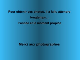 Pour obtenir ces photos, il a fallu attendre
               longtemps...
       l’année et le moment propice




       Merci aux photographes
 