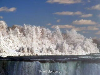 Forêt de glace 