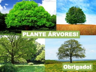 PLANTE ÁRVORES!

Obrigado!

 