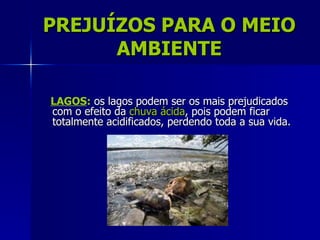 PREJUÍZOS PARA O MEIO
      AMBIENTE

LAGOS: os lagos podem ser os mais prejudicados
com o efeito da chuva ácida, pois podem ficar
totalmente acidificados, perdendo toda a sua vida.
 