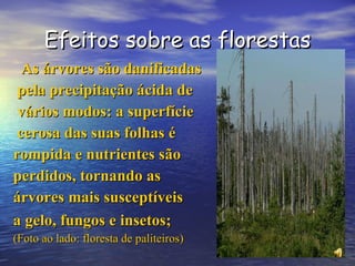 Efeitos sobre as florestas As árvores são danificadas pela precipitação ácida de vários modos: a superfície cerosa das suas folhas é  rompida e nutrientes são perdidos, tornando as  árvores mais susceptíveis  a gelo, fungos e insetos;   (Foto ao lado: floresta de paliteiros) 