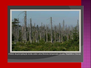 Chuva ácida   soraya= proinfo