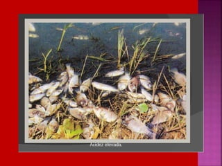 Chuva ácida   soraya= proinfo