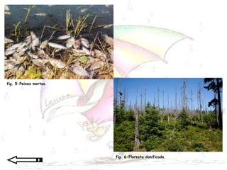 fig. 5-Peixes mortos. fig. 6-Floresta danificada. 