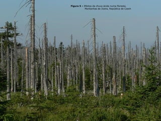 Figura 5 – Efeitos da chuva ácida numa floresta. 
Montanhas de Jizera, República de Czech 
-FLORESTAS E OUTRAS VEGETAÇÕES 
As chuvas ácidas podem retardar o crescimento das florestas 
vulneráveis eliminando os sais minerais do solo, comprometendo 
assim as plantações e a renovação da vegetação. As florestas 
situadas em grandes altitudes são especialmente vulneráveis pois 
estão situadas entre nuvens e nevoeiro – zonas de maior acidez. 
Outras plantas podem ficar também danificadas, no entanto o efeito 
das chuvas nas colheitas de alimento é minimizado pela aplicação 
de fertilizantes que substituem nutrientes que se poderiam 
eventualmente perder. Nas áreas cultivadas, a pedra calcária pode 
também ser adicionada para aumentar a capacidade do solo em 
manter o pH estável. 
 