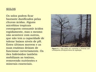 Os solos podem ficar bastante danificados pelas chuvas ácidas. Alguns micróbios tropicais conseguem consumir ácidos rapidamente, mas o mesmo não acontece com outros, que não tem a capacidade de tolerar baixos níveis de pH. Estes últimos morrem e as suas enzimas deixam de funcionar correctamente. Os iões hidróxidos também mobilizam as toxinas, removendo nutrientes e minerais essenciais. SOLOS Figura 4 –  Solo pobre em nutrientes e mineiras com consequente enfraquecimento da vegetação. 