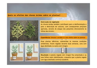 Quais os efeitos das chuvas ácidas sobre as plantas?

Destruição da vegetação
As chuvas ácidas também contribuem para a desflorestação e
para a destruição de culturas, com consequentes prejuízos
agrícolas, através do ataque dos poluentes directamente às
folhas das árvores .

Experiência: Simular a acidez e o seu efeito sobre as plantas
Duas plantas idênticas, submetidas às mesmas condições
ambientais, foram regadas durante duas semanas, uma com
água destilada e a outra com vinagre.

Resultado: A planta regada com vinagre fica amarelada e as
suas folhas caem (desfoliação), enquanto que a planta regada
com água destilada continua saudável.

 