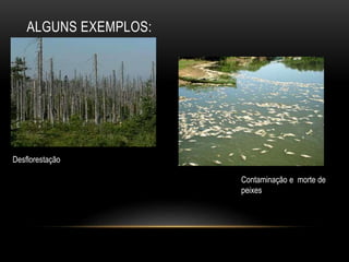 ALGUNS EXEMPLOS:
Desflorestação
Contaminação e morte de
peixes
 