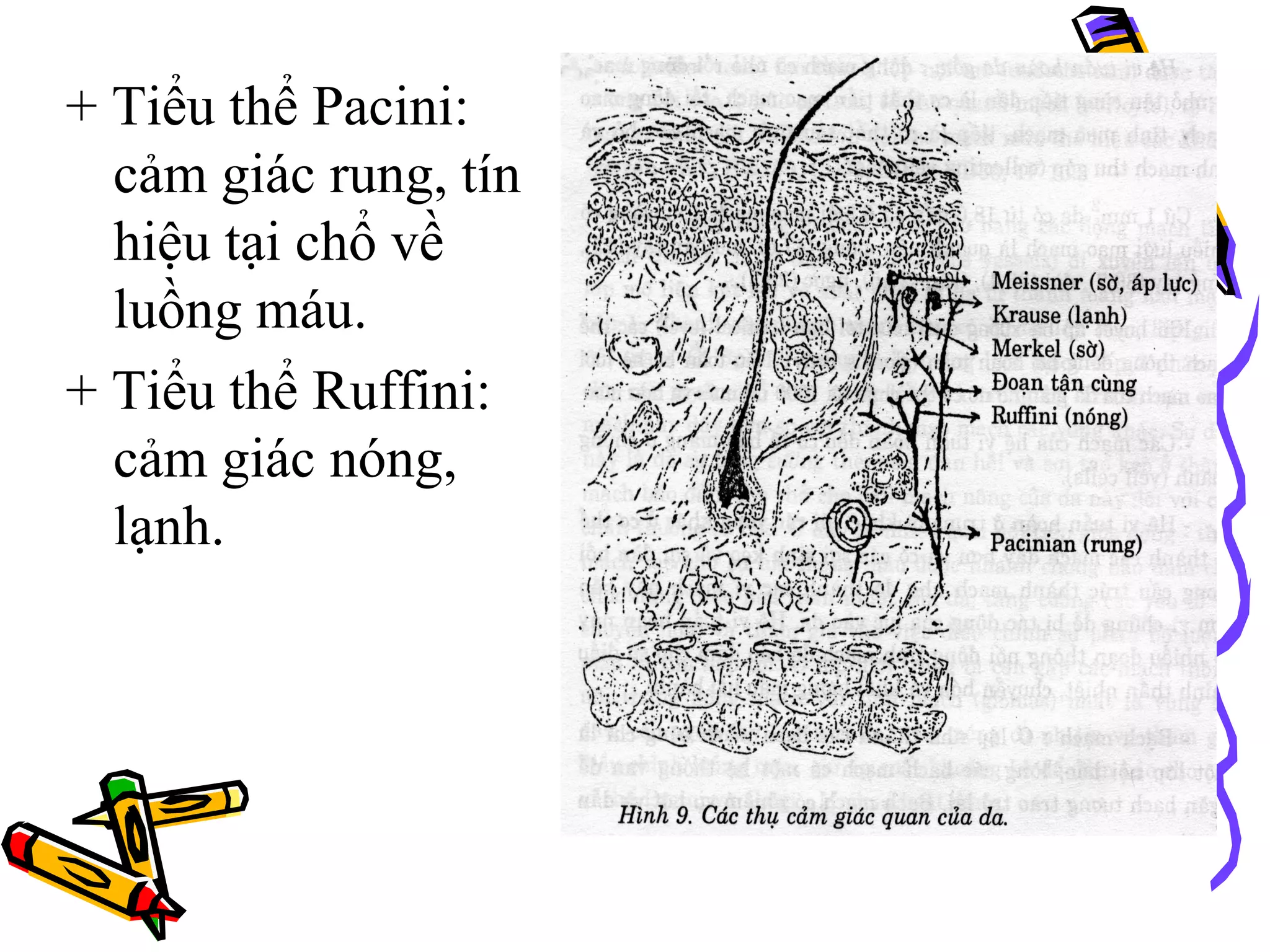 Reseptor Pacini Ruffini CHUYÊN ĐỀ BỎNG | PDF