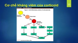 Cơ chế kháng viêm của corticoid 10
 