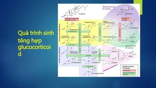 Quá trình sinh
tổng hợp
glucocorticoi
d
7
 