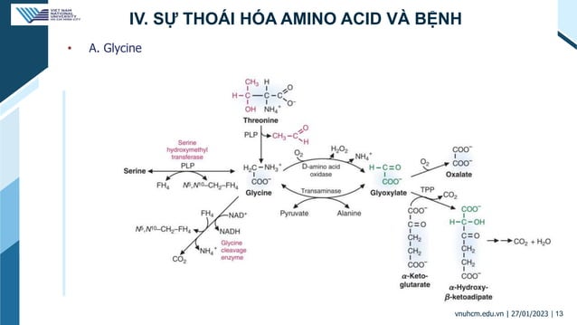 Chuyển hóa Acid amin.pptx