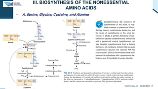 III. BIOSYNTHESIS OF THE NONESSENTIAL
AMINO ACIDS
• A. Serine, Glycine, Cysteine, and Alanine
vnuhcm.edu.vn | 27/01/2023 |...