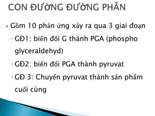  Gồm 10 phản ứng xảy ra qua 3 giai đoạn
◦ GĐ1: biến đổi G thành PGA (phospho
glyceraldehyd)
◦ GĐ2: biến đổi PGA thành pyruvat
◦ GĐ 3: Chuyển pyruvat thành sản phẩm
cuối cùng
 