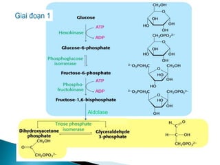 Giai đoạn 1
Aldolase
Giai đoạn 1
Aldolase
 