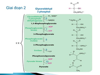 Glyceraldehyd
3 phosphat
Giai đoạn 2
6
7
8
9
10
Glyceraldehyd
3 phosphat
Giai đoạn 2 Glyceraldehyd
3 phosphat
Giai đoạn 2
6
7
8
9
10
 