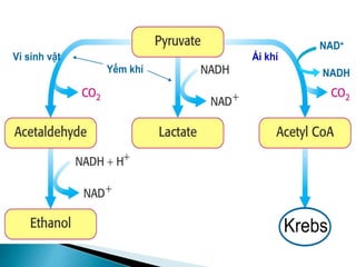 Krebs
Ái khí
Yếm khí
Vi sinh vật
NAD+
NADH
Krebs
Krebs
Krebs
Ái khí
Yếm khí
Vi sinh vật
NAD+
NADH
 