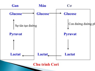 Glucose
Pyruvat
Lactat
Glucose
Pyruvat
Lactat
Glucose
Lactat
Gan Máu Cơ
Sự tân tạo đường
Con đường đường ph
Chu trình Cori
 