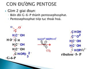  Gồm 2 giai đoạn:
◦ Biến đổi G-6-P thành pentosephosphat.
◦ Pentosephosphat tiếp tục thoái hoá.
C
H C
C H
H C
H C
C H
2OP
O
3
2 -
O O
-
OH
H O
OH
OH
1
2
3
4
5
6
-G-6-P
CH
2
OH
C
HC
HC
C H 2
OP O3
2-
OH
OH
1
2
3
4
5
O
ribulose
- -5- P
NADP+ NADPH+H+
CO2
 