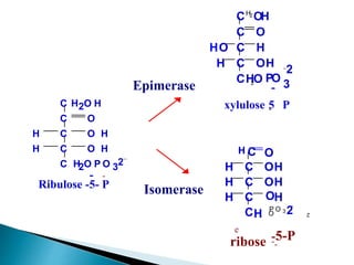 C
C
C
C H2O P O 32-
O
O H
H
O H
H
C
H
2O H
Ribulose -5- P
- -
C
C
C
CH
2O PO 3
2
-
O
H
HO
OH
H
CH2
OH
xylulose -
5
-
P
Epimerase
Isomerase
C
C
C
CH 2
O
P O 3 2
-
OH
OH
H
OH
H
H C O
H
ribose -
-5-P
-
e
 