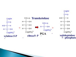 + +
ribose
C
C
C
C H
2OPO3
2-
O
H
H O
O H
H
C H
2OH
xylulose-5-P
-
-
C
C
C
C H
2OPO3
2-
O H
O H
H
O H
H
H C O
H
- -5- P
-
H C
C
C H
2OPO3
2-
O
O H
H
PGA -
-
C
C
C
C H
2OPO3
2-
O H
O H
H
O H
H
C H
H
C
C H
2OH
O
H O
sedoheptulose
-
7 - phosphate
Transketolase
 