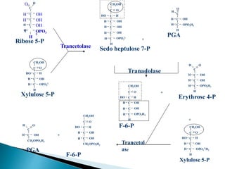 +
C
HO C
C
H
H
OH
C
H
O
H C
H
OPO3H2
F-6-P
OH
CH2OH
O
Erythrose 4-P
C
C
H OH
H
H C
H
OPO3H2
C
H OH
+
Ribose 5-P
C
C
C
H OH
H C
H
H
C
H
OPO3
2-
O
OH
H OH
Xylulose 5-P
CH2OH
C
C
H C
H C
H
OPO3
2
-
O
OH
H
HO
C
HO C
C
C
H OH
H
H
OH
C
H
O
H C
H
OPO3
2-
Sedo heptulose 7-P
OH
CH2OH
O
PGA
C
C
H OH
H
H C
H
OPO3H2
+
Tranadolase
Trancetolase
CH2OH
C
C
H C
H C
H
OPO3
2-H2
O
OH
H
HO
Xylulose 5-P
+
C
HO C
C
H
H
OH
C
H
O
CH2OPO3H2
OH
CH2OH
F-6-P
O
C
C
H OH
H
CH2OPO3H2
PGA
Trancetol
ase
 