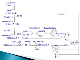 3 Glucose
3 ATP
3ADP
3 G – 6 – P
3NADP+
3NADPH+H+
3H2O
3 a 6 - P - Glu
Trancetolase Tranaldolase
3NADP+
3NADPH+H+
3 Ribulose 5 P
3 CO2
Xyl - 5 - P
Rib - 5 P
Xyl 5 P
Sed H 7P
PGA Ery - 4 - P
F 6 P
F-6-P
Trancetolase
3 Glucose
ATP ADP
3 G – 6P
6NADP+
6NADPH+H
+
3 CO2
3Ribulose 5 P PDA
F 6
P
F 6 P
PGA
F 6 P
Pi
5F - 6 - P
PGA
 