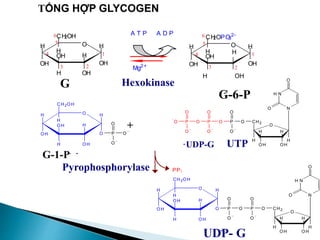 O
O
OH
O H
H
H
H
CH2
H
H N
N
O
O
O
P
O
O
-
P
O
O
-
H O
O H
H
O H
H
OH
CH2O H
H
O
H
UDP- G
-
O
-
P
O
O
-
H O
OH
H
O H
H
O H
CH2OH
H
O
H
G-1-P- -
O
O
OH
OH
H
H
H
CH2
H
H N
N
O
O
O
P
O
O
-
P
O
O
-
O
P
-
O
O
O
-
+
UTP
TỔNG HỢP GLYCOGEN
PPi
-UDP-G
Pyrophosphorylase
H O
OH
H
OH
H
OH
C 2
HOPO
3
2-
H
OH
H
1
6
5
4
3 2
A T P A D P
Mg2+
H O
OH
H
OH
H
OH
CH
2OH
H
OH
H
2
3
4
5
6
1
G
G-6-P
-
Hexokinase
 