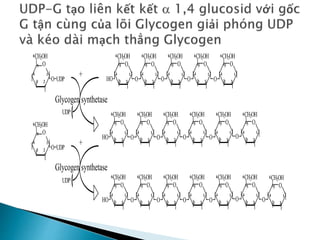 O
1
2
3
4
5
CH2OH
6
O
1
2
3
4
5
CH2OH
6
O
O
1
2
3
4
5
CH2OH
6
O
O
1
2
3
4
5
CH2OH
6
O
O
1
2
3
4
5
CH2OH
6
O
HO
O
1
2
3
4
5
CH2OH
6
O UDP
+
UDP
O
1
2
3
4
5
CH2OH
6
O
1
2
3
4
5
CH2OH
6
O
O
1
2
3
4
5
CH2OH
6
O
O
1
2
3
4
5
CH2OH
6
O
O
1
2
3
4
5
CH2OH
6
O
HO
O
1
2
3
4
5
CH2OH
6
O
O
1
2
3
4
5
CH2OH
6
O
1
2
3
4
5
CH2OH
6
O
O
1
2
3
4
5
CH2OH
6
O
O
1
2
3
4
5
CH2OH
6
O
O
1
2
3
4
5
CH2OH
6
O
HO
O
1
2
3
4
5
CH2OH
6
O
O
1
2
3
4
5
CH2OH
6
O
O
1
2
3
4
5
CH2OH
6
O UDP
+
UDP
Glycogen synthetase
Glycogen synthetase
 