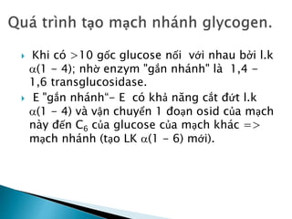  Khi có >10 gốc glucose nối với nhau bởi l.k
(1 - 4); nhờ enzym "gắn nhánh" là 1,4 -
1,6 transglucosidase.
 E "gắn nhánh“- E có khả năng cắt đứt l.k
(1 - 4) và vận chuyển 1 đoạn osid của mạch
này đến C6 của glucose của mạch khác =>
mạch nhánh (tạo LK (1 - 6) mới).
 