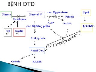 Hexokinase
Glucose Glucose
-6 -P
Pentose
con ®g pentose Lipid
Acid bÐo
Acid pyruvic
con ®ê
ng ®êng ph©n
Acetyl CoA
KREBS
NADP NADPH
2
Insulin
(+)
GH
(-)
Cetonic
 
