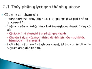  Các enzym tham gia:
◦ Phosphorylase: thuỷ phân LK 1,4- glucosid và giải phóng
glucose-1P .
◦ E vận chuyển nhánh(amino 1-4 transglucosidase). E này có
td:
 Cắt LK α 1-4 glucosid ở vị trí sát gốc nhánh
 Chuyển 1 đọan của mạch thẳng đó đến gắn vào mạch khác
bằng LK α 1-4 glucosid .
◦ E cắt nhánh (amino 1-6 glucosidase), td thuỷ phân LK α 1-
6 glucosid ở gốc nhánh.
 