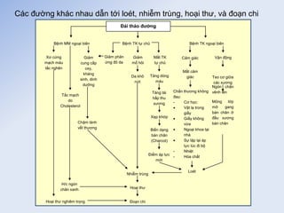 Các đường khác nhau dẫn tới loét, nhiễm trùng, hoại thư, và đoạn chi
Đái tháo đường
Bệnh MM ngoại biên Bệnh TK ngoại biên
Bệnh TK tự chủ
Cảm giác Vận động
Teo cơ giữa
các xương
Ngón chân
vênh lên
Mỏng lớp
mỡ gang
bàn chân ở
đầu xương
bàn chân
Mất cảm
giác
Chấn thương không
đau:
- Cơ học:
 Vật lạ trong
giầy
 Giầy không
vừa
 Ngoại khoa tại
nhà
 Sự lặp lại áp
lực lúc đi bộ
- Nhiệt
- Hóa chất
Giảm
mồ hôi
Mất TK
tự chủ
Giảm phản
ứng đỏ da
Tăng dòng
máu
Tăng tái
hấp thu
xương
Xẹp khớp
Biến dạng
bàn chân
(Charcot)
Điểm áp lực
mới
Da khô
nứt
Loét
Hoại thư
Đoạn chi
Giảm
cung cấp
oxy,
kháng
sinh, dinh
dưỡng
Chậm lành
vết thương
Nhiễm trùng
Tắc mạch
do
Cholesterol
Xơ cứng
mạch máu
tắc nghẽn
H/c ngón
chân xanh
Hoại thư nghiêm trọng
 