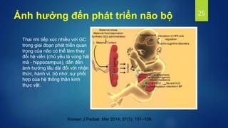 Ảnh hưởng đến phát triển não bộ
Thai nhi tiếp xúc nhiều với GC
trong giai đoạn phát triển quan
trọng của não có thể làm thay
đổi hệ viền (chủ yếu là vùng hải
mã - hippocampus), dẫn đến
ảnh hưởng lâu dài đối với nhận
thức, hành vi, bộ nhớ, sự phối
hợp của hệ thống thần kinh
thực vật.
25
Korean J Pediatr. Mar 2014; 57(3): 101–109.
 