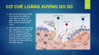 CƠ CHẾ LOÃNG XƯƠNG DO GC
 Glucocorticoid tăng tái hấp
thu xương, làm giảm sự
hình thành xương, làm
giảm hấp thu canxi ở ruột,
thận và làm tăng bài tiết
canxi.
 Điều trị glucocorticoid được
liên quan nguy cơ đáng kể
cho sự mất xương, gãy
xương và gãy xương xảy
ra ở các giá trị mật độ chất
khoáng trong xương cao
hơn xảy ra ở sau mãn kinh
bị loãng xương.
28
 