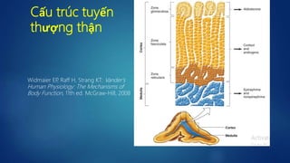 Cấu trúc tuyến
thượng thận
Widmaier EP, Raff H, Strang KT: Vander's
Human Physiology: The Mechanisms of
Body Function, 11th ed. McGraw-Hill, 2008
4
 