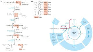 Comprehensive Overview of Lipid Metabolism: Transport, Anabolism, and ...