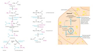 Comprehensive Overview of Lipid Metabolism: Transport, Anabolism, and ...