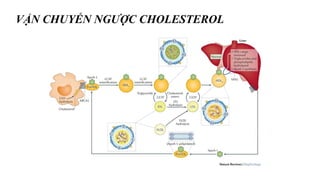 Comprehensive Overview of Lipid Metabolism: Transport, Anabolism, and ...