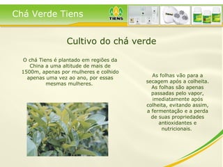 As folhas vão para a secagem após a colheita. As folhas são apenas passadas pelo vapor, imediatamente após colheita, evitando assim, a fermentação e a perda de suas propriedades antioxidantes e nutricionais.  O chá Tiens é plantado em regiões da China a uma altitude de mais de 1500m, apenas por mulheres e colhido apenas uma vez ao ano, por essas mesmas mulheres.  Chá Verde Tiens Cultivo do chá verde 
