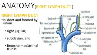 ANATOMY(RIGHT LYMPH DUCT )
RIGHT LYMPH DUCT
•is short and formed by
union
•right jugular,
•subclavian, and
•Broncho medias...