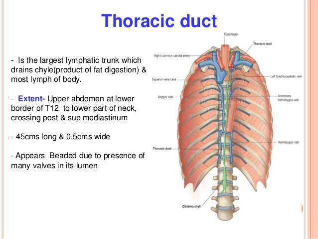 3 fat body Chylothorax 3 fat body Chylothorax